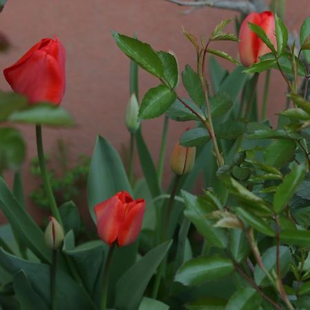 Agriturismo Cascina Della Fontana Λόντι Εξωτερικό φωτογραφία